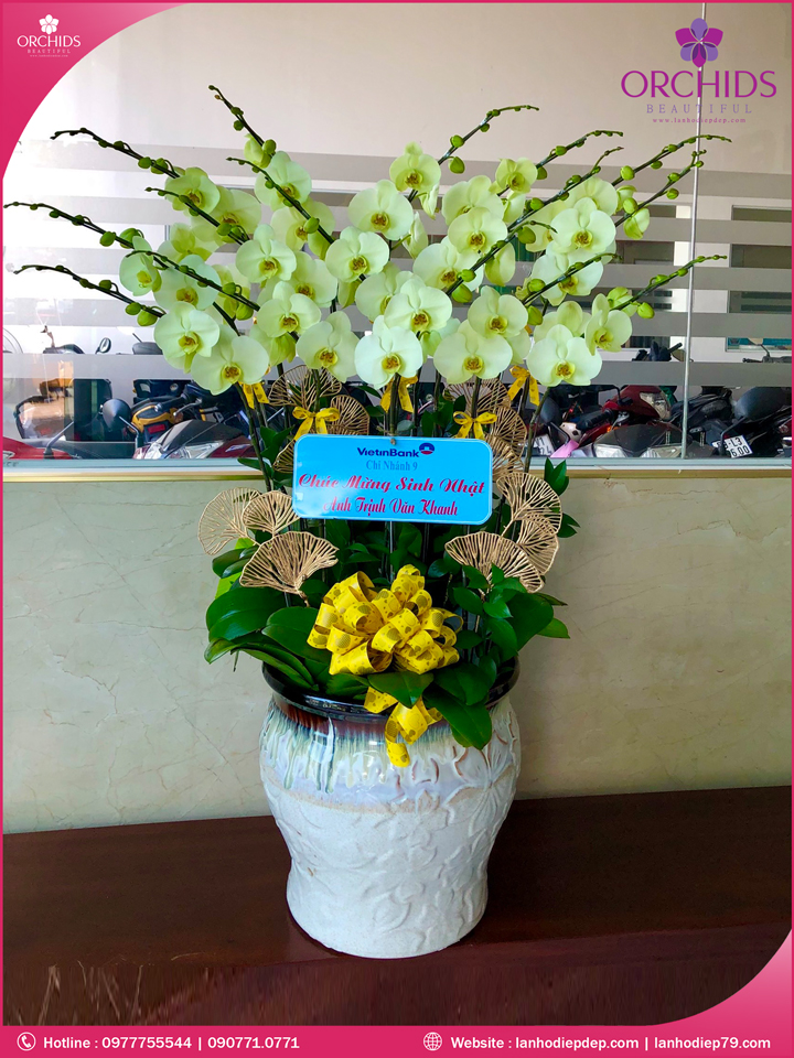 Chậu hoa lan hồ điệp vàng 15 cành