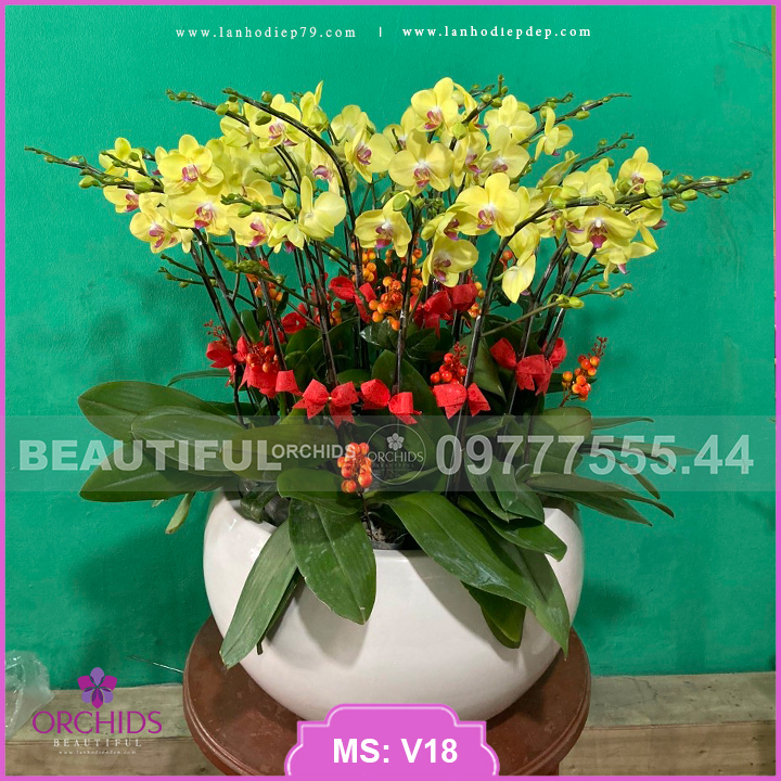 Chậu hoa lan hồ điệp vàng 15 cành hoa mini xinh xắn