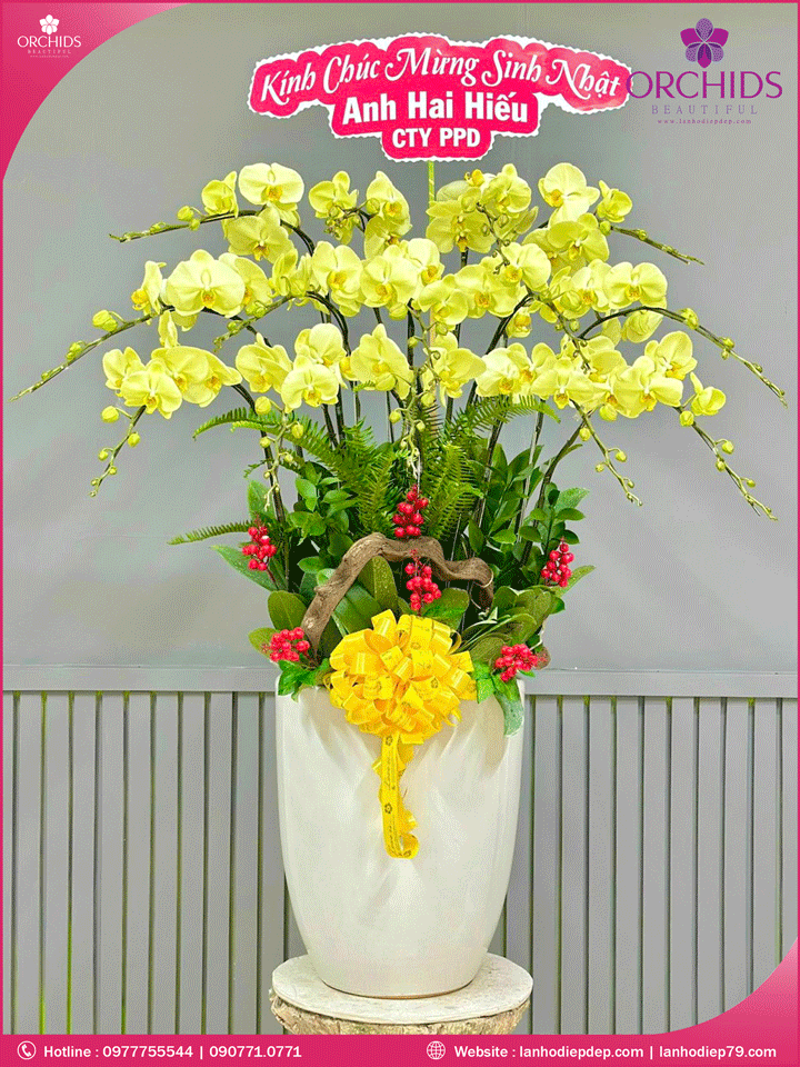 Chậu hoa lan hồ điệp vàng 15 cành