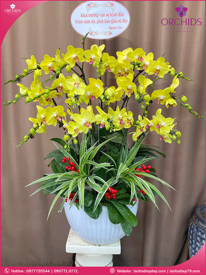 Chậu hoa lan hồ điệp vàng 15 cành