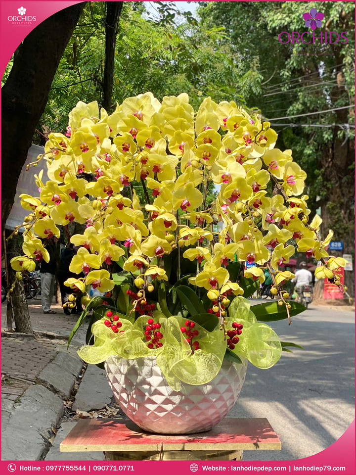 Chậu hoa lan hồ điệp vàng 15 cành