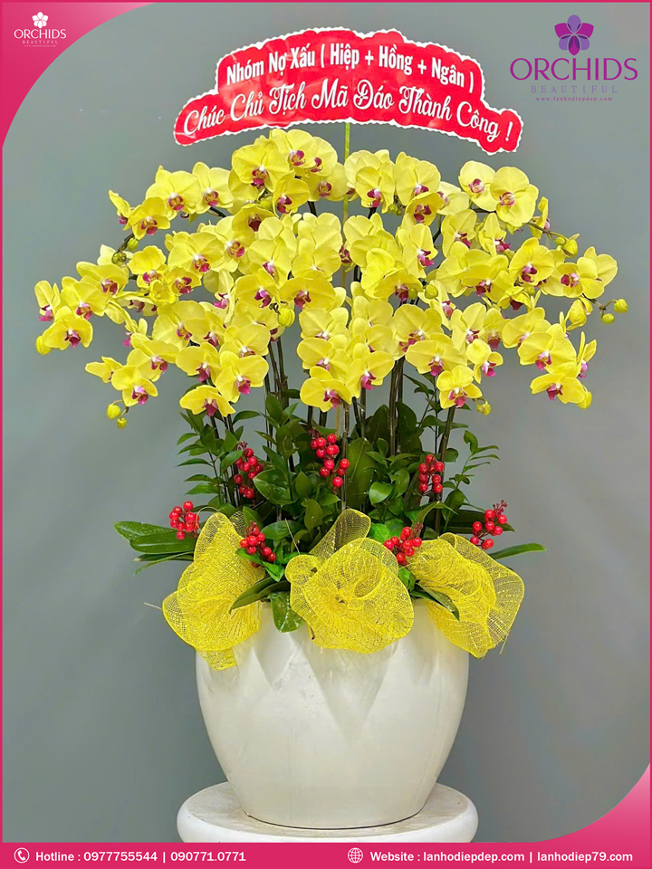 Chậu hoa lan hồ điệp vàng 15 cành