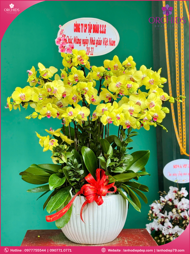Chậu hoa lan hồ điệp vàng 15 cành