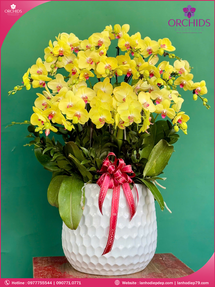 Chậu hoa lan hồ điệp vàng 15 cành