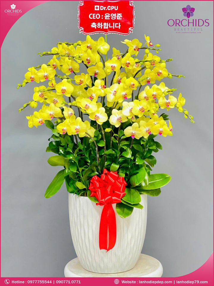 Chậu hoa lan hồ điệp vàng 15 cành