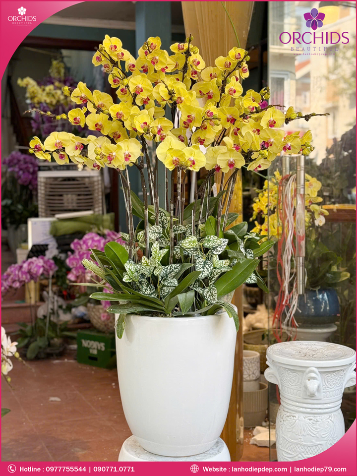 Chậu hoa lan hồ điệp vàng 15 cành