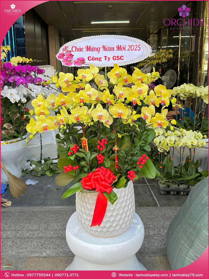 Chậu hoa lan hồ điệp vàng 15 cành