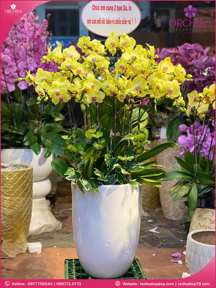 Chậu hoa lan hồ điệp vàng 15 cành
