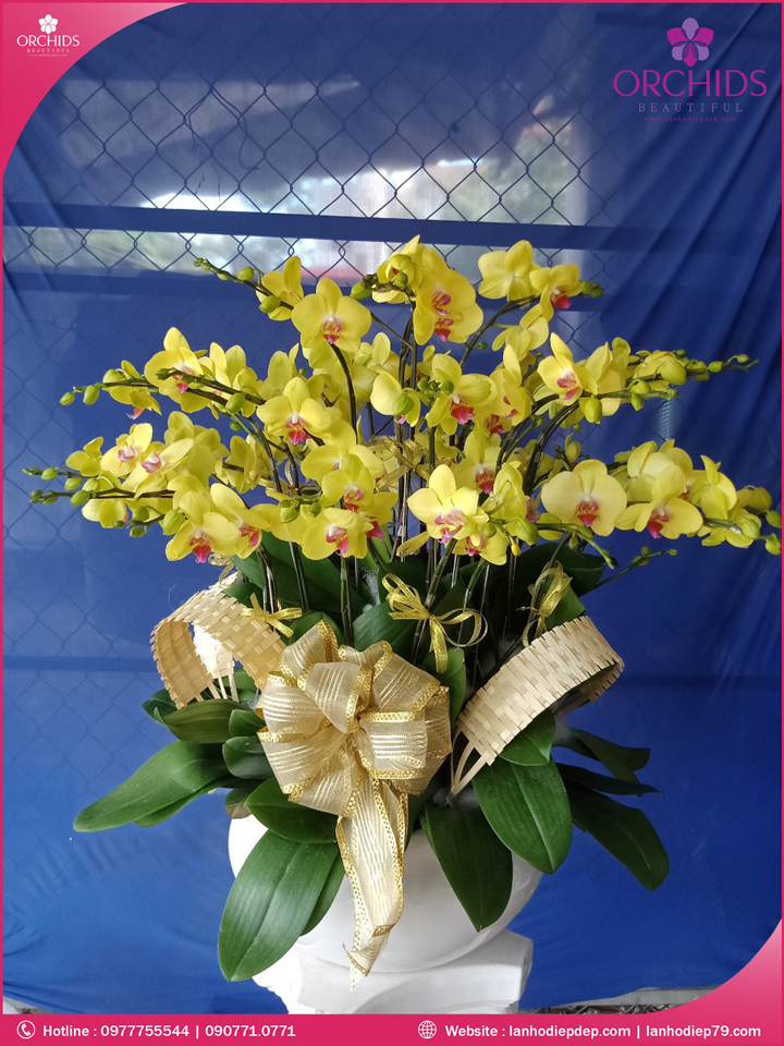 Chậu hoa lan hồ điệp vàng 15 cành