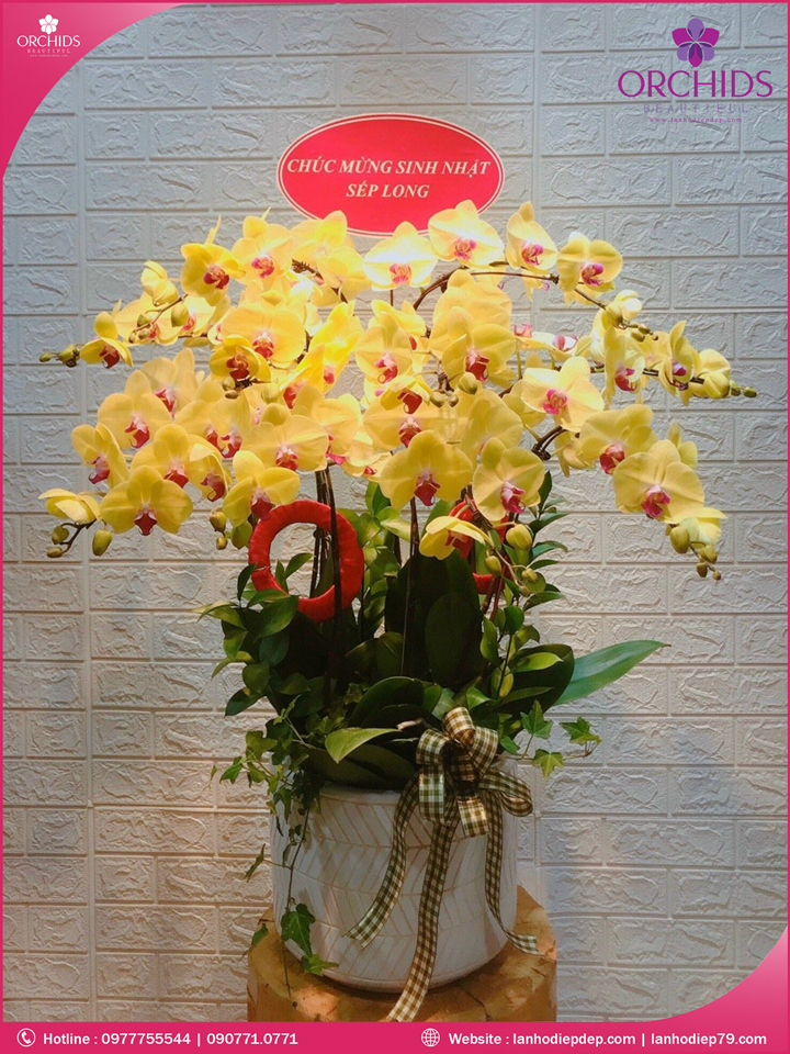 Chậu hoa lan hồ điệp vàng 15 cành