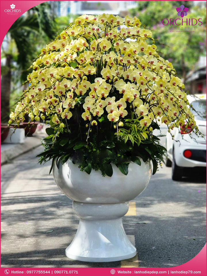 Chậu hoa lan hồ điệp vàng 150 cành