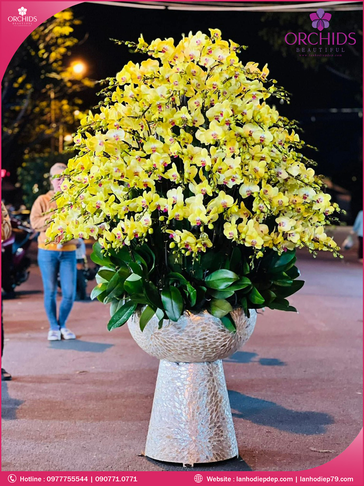 Chậu hoa lan hồ điệp vàng 150 cành