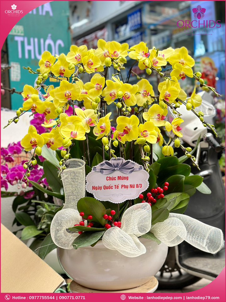 Chậu hoa lan hồ điệp vàng 16 cành