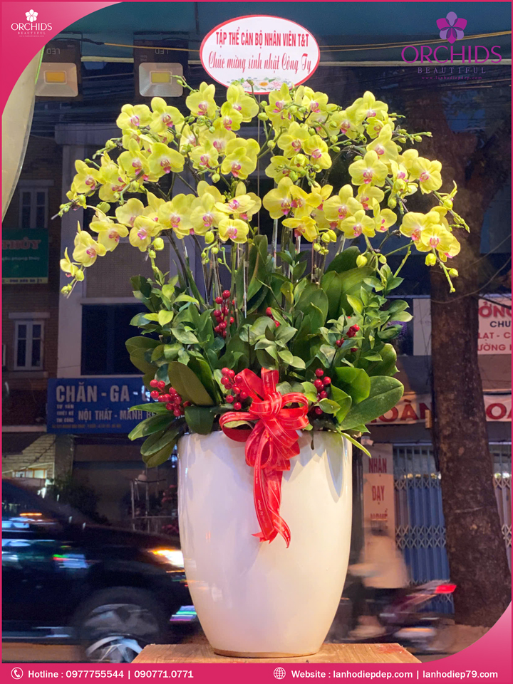 Chậu hoa lan hồ điệp vàng 16 cành