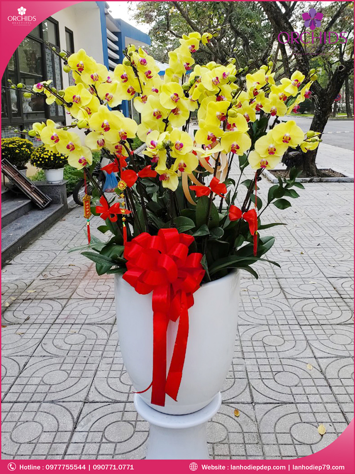 Chậu hoa lan hồ điệp vàng 18 cành