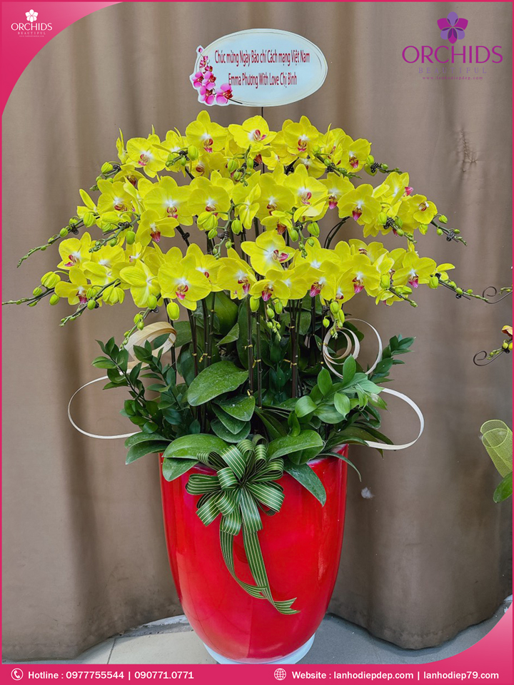 Chậu hoa lan hồ điệp vàng 18 cành