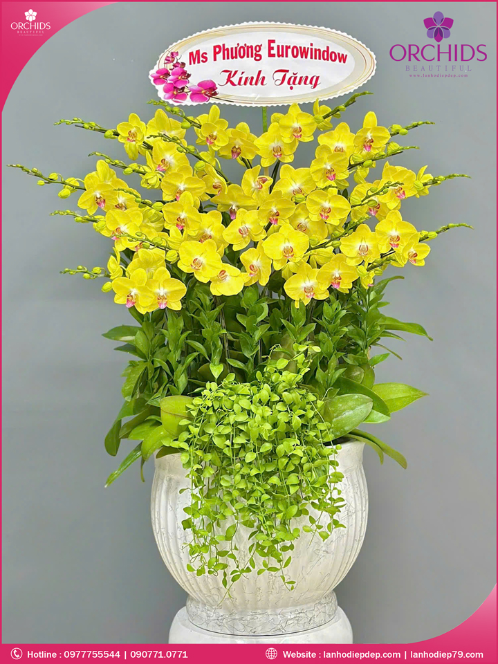 Chậu hoa lan hồ điệp vàng 18 cành