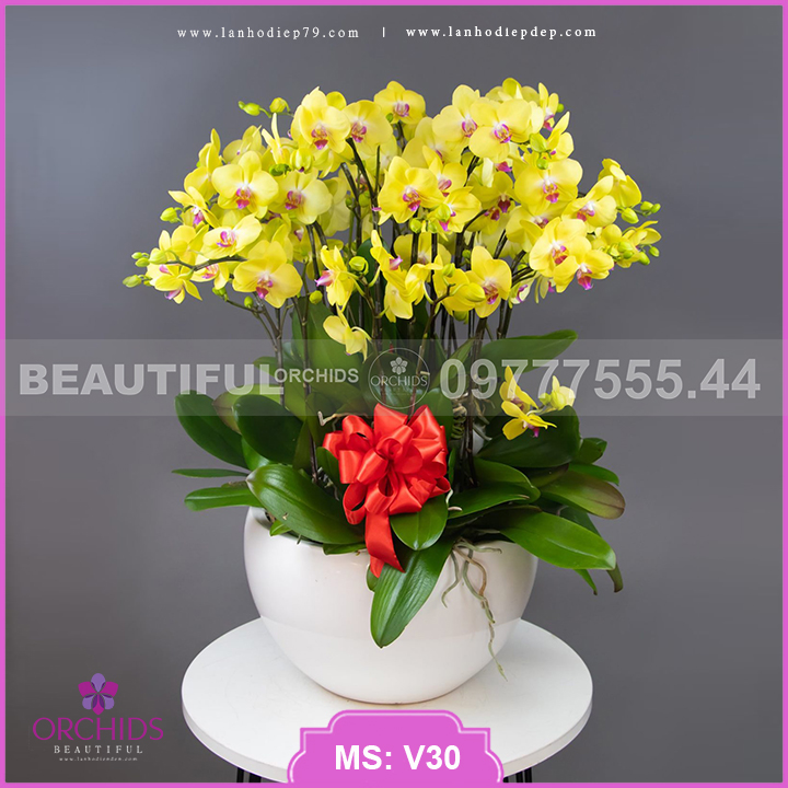 Mẫu hoa lan hồ điệp Sắc Vàng Tỏa Nắng 18 cành