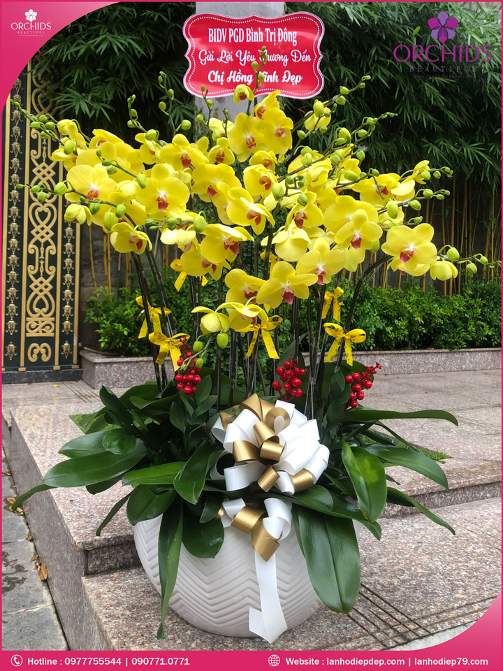 Chậu hoa lan hồ điệp vàng 19 cành
