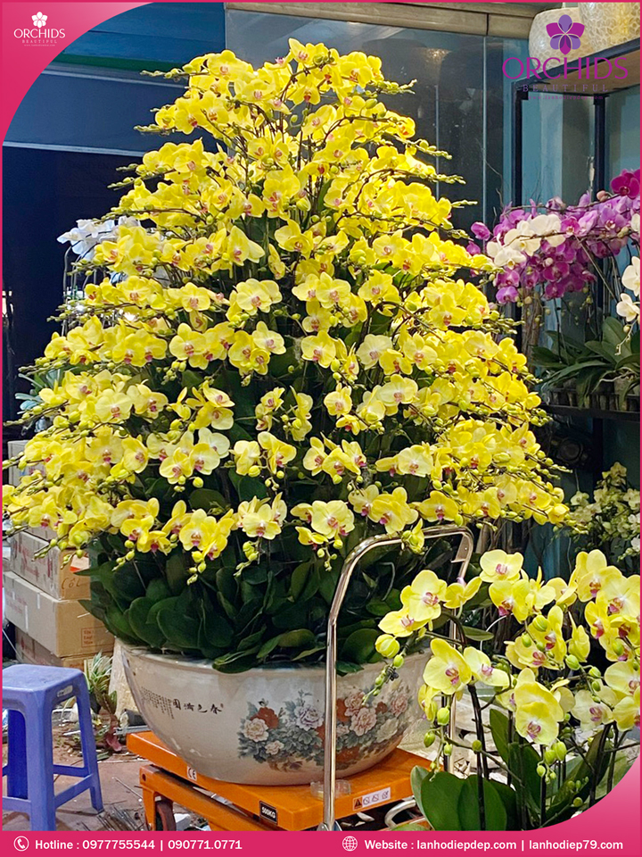 Chậu hoa lan hồ điệp vàng 199 cành
