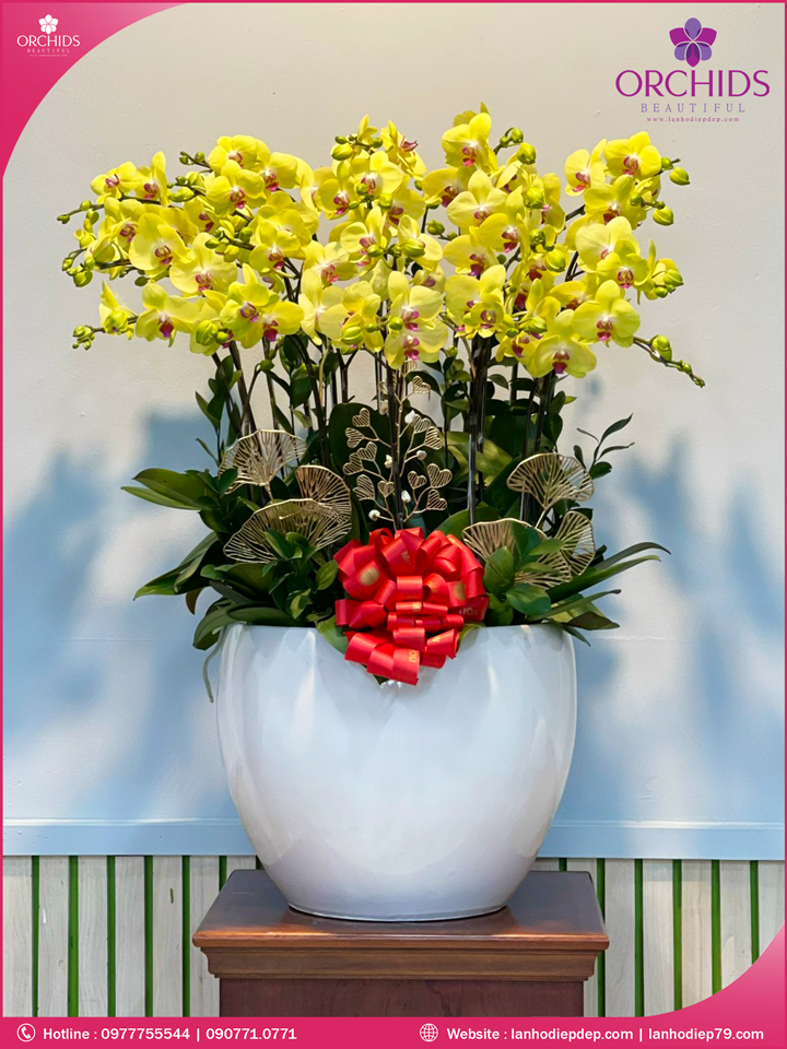 Chậu hoa lan hồ điệp vàng 20 cành