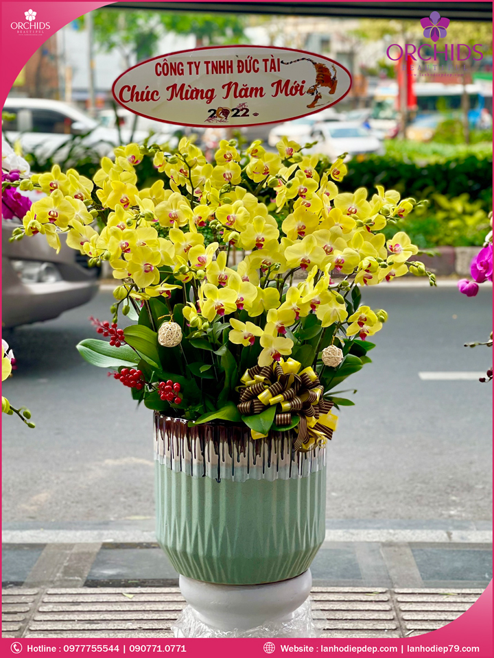 Chậu hoa lan hồ điệp vàng 20 cành