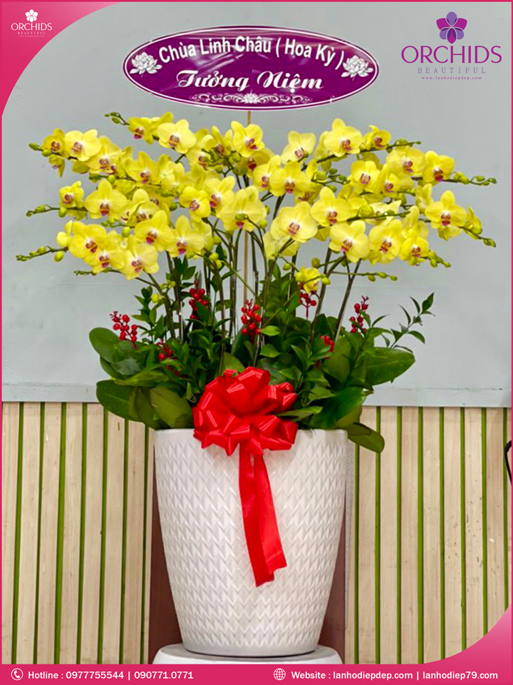 Chậu hoa lan hồ điệp vàng 20 cành