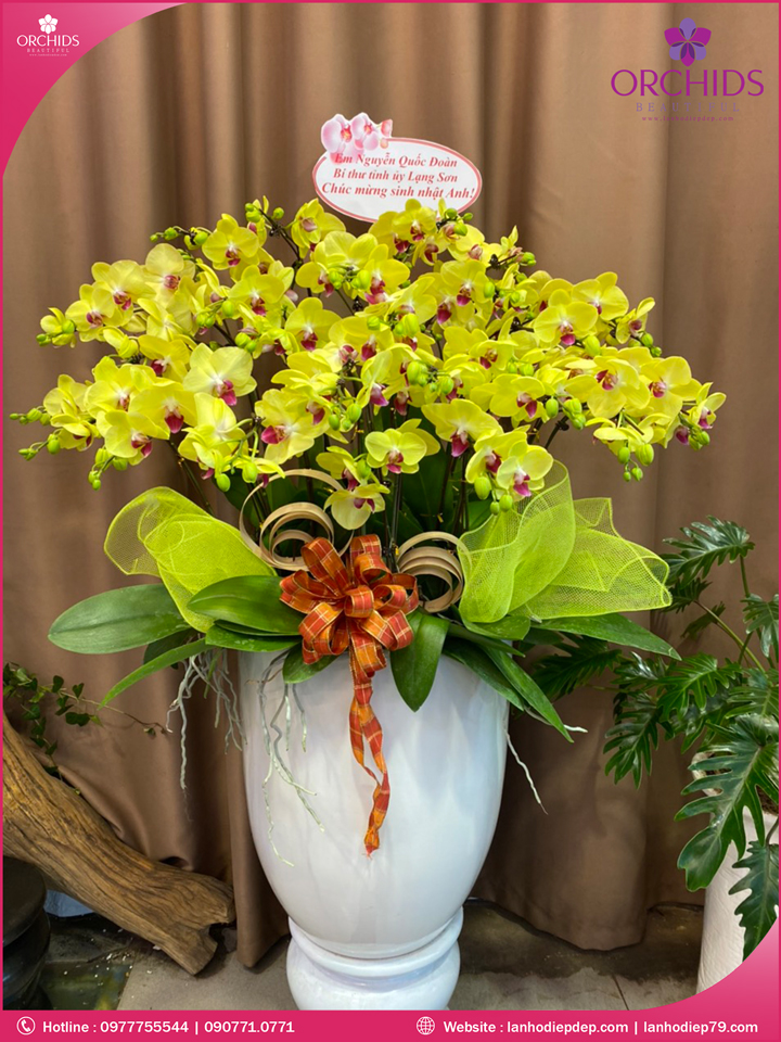 Chậu hoa lan hồ điệp vàng 20 cành