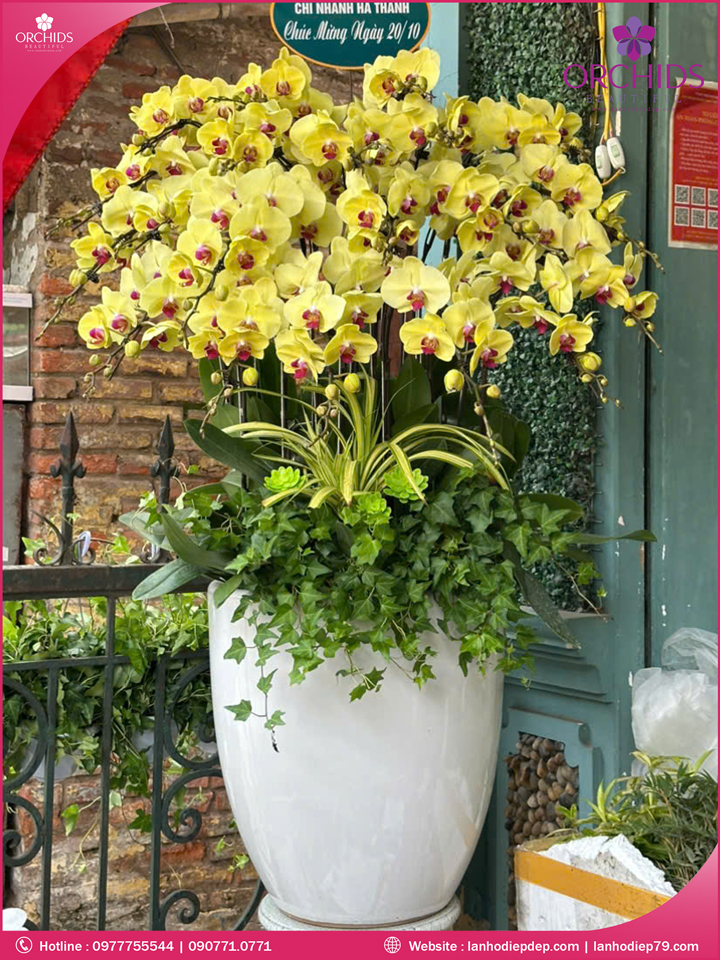 Chậu hoa lan hồ điệp vàng 20 cnahf