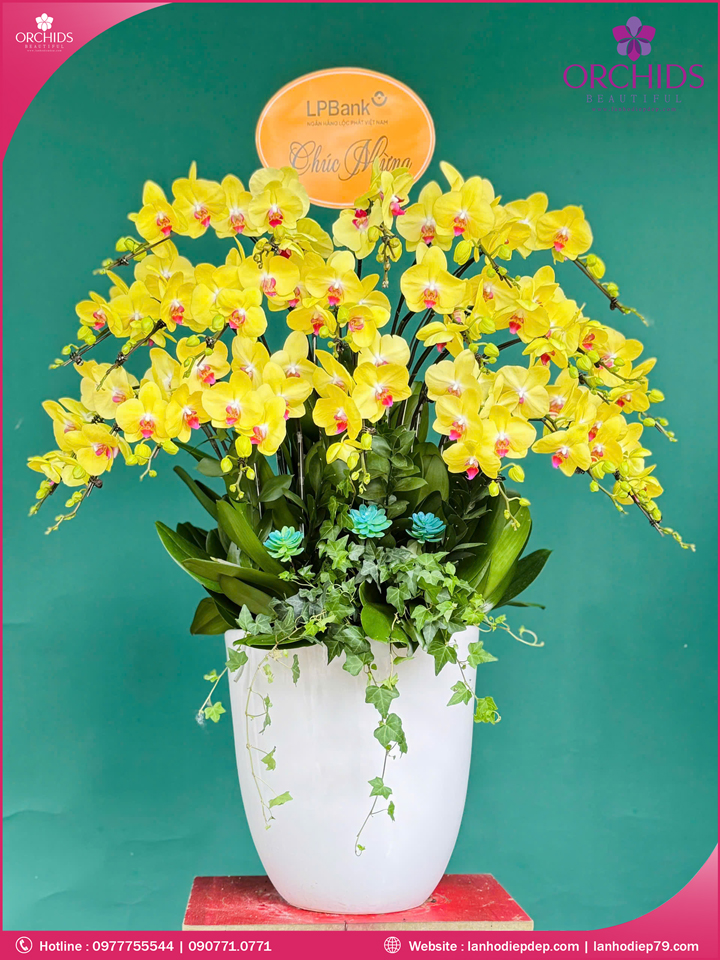 Chậu hoa lan hồ điệp vàng 20 cành