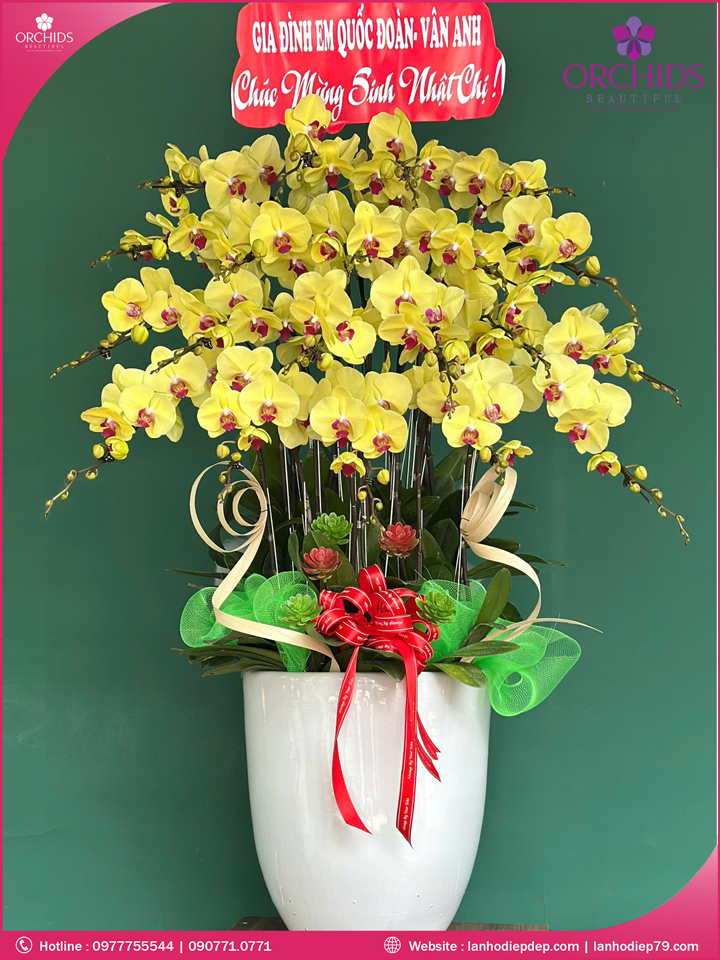Chậu hoa lan hồ điệp vàng 20 cành