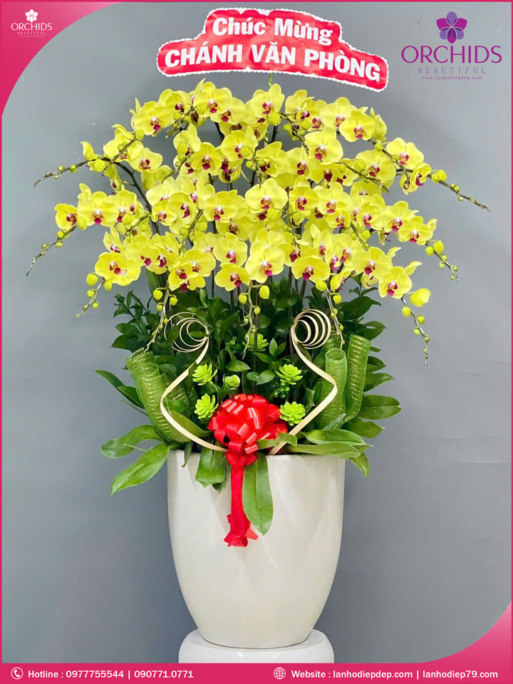 Chậu hoa lan hồ điệp vàng 20 cành