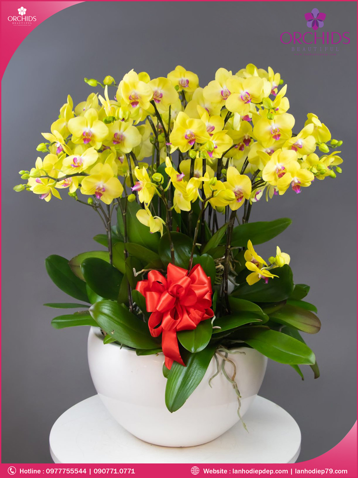 Chậu hoa lan hồ điệp vàng 20 cành
