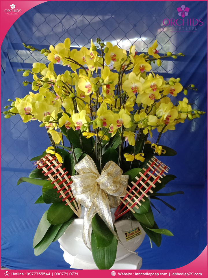 Chậu hoa lan hồ điệp vàng 20 cành