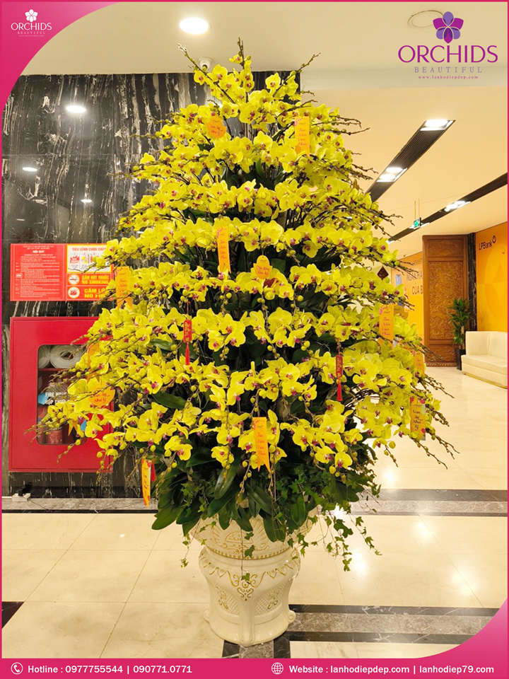 Chậu hoa lan hồ điệp vàng 200 cành