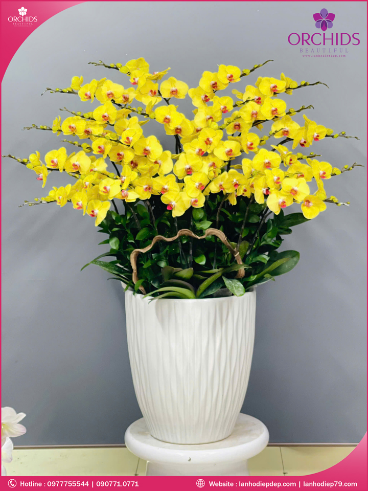 Chậu hoa lan hồ điệp vàng 22 cành
