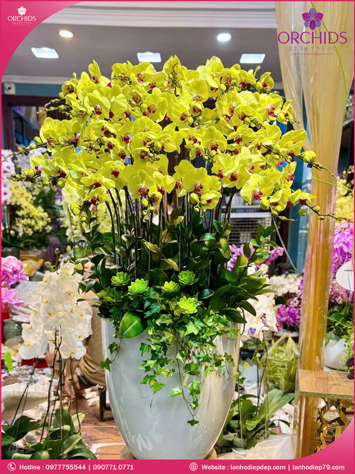 Chậu hoa lan hồ điệp vàng 22 cành
