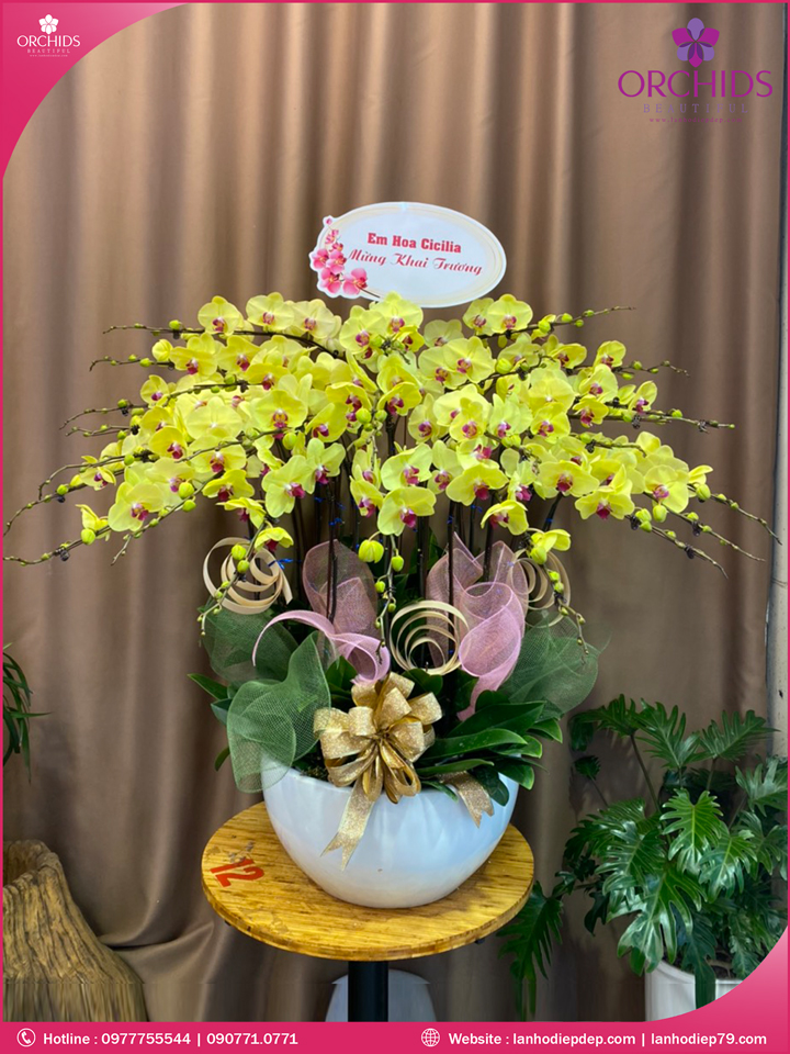 Chậu hoa lan hồ điệp vàng 25 cành