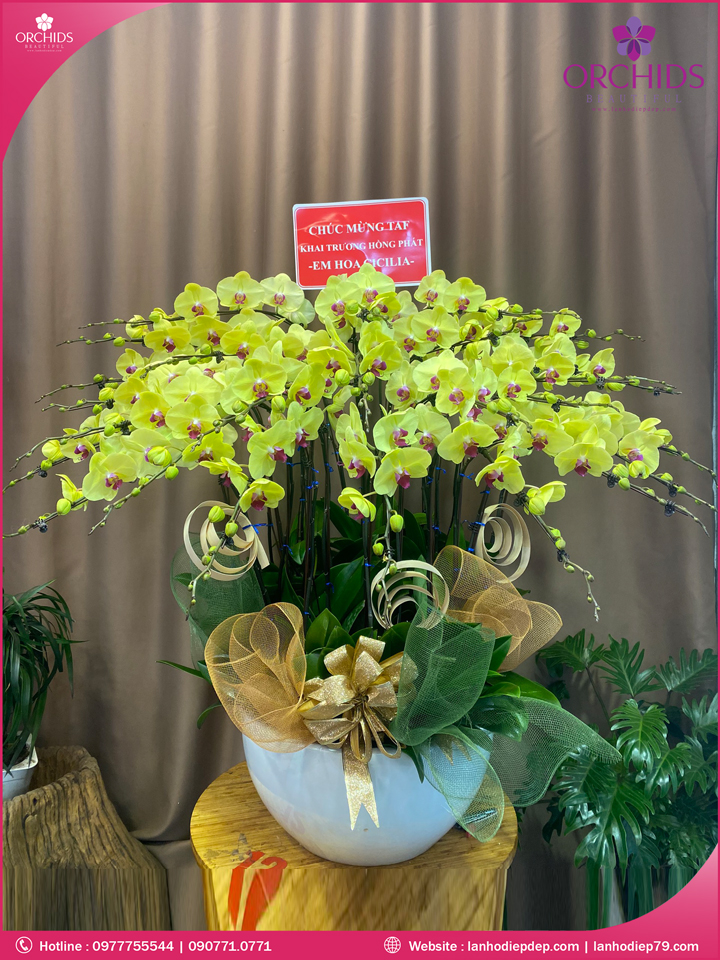 Chậu hoa lan hồ điệp vàng 25 cành