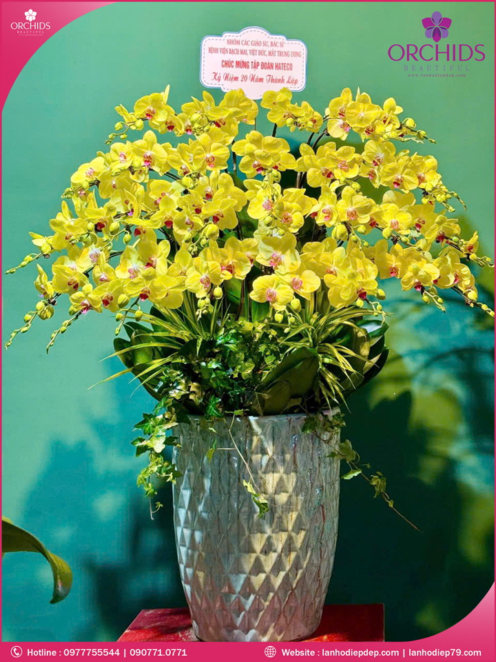 Chậu hoa lan hồ điệp vàng 25 cành