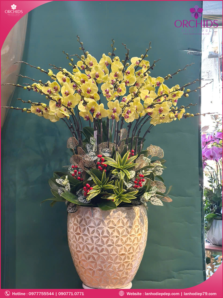 Chậ hoa lan hồ điệp vàng 25 cành