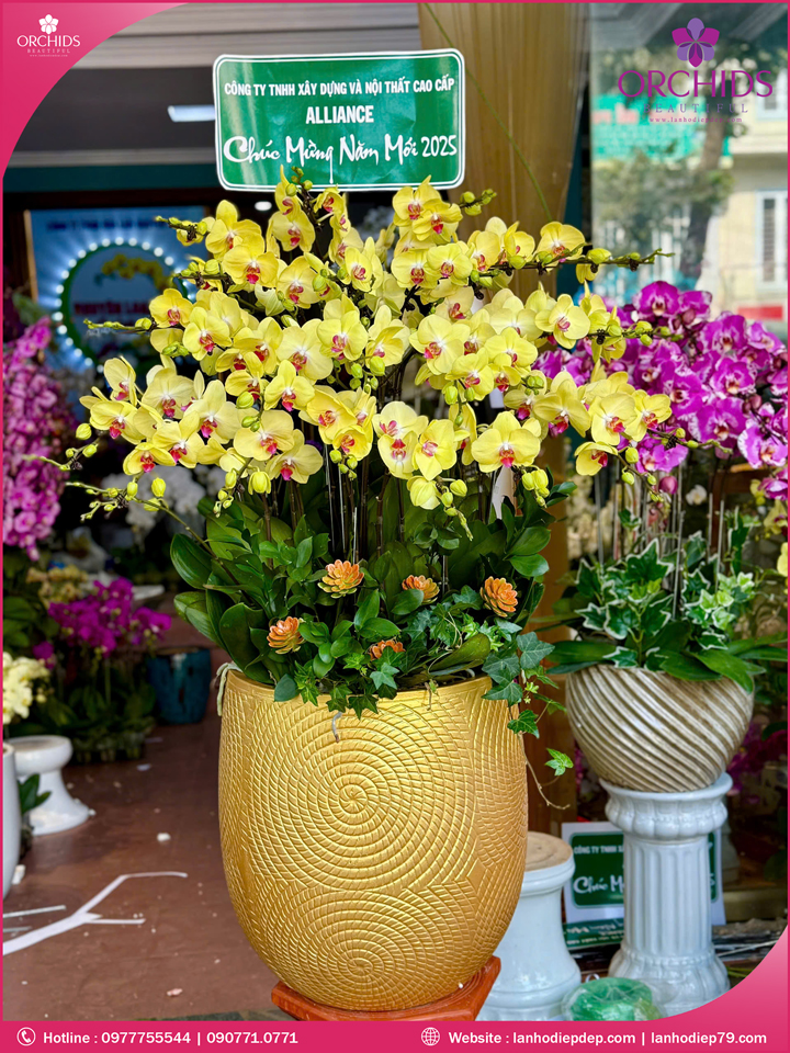 Chậu hoa lan hô điệp vàng 26 cành