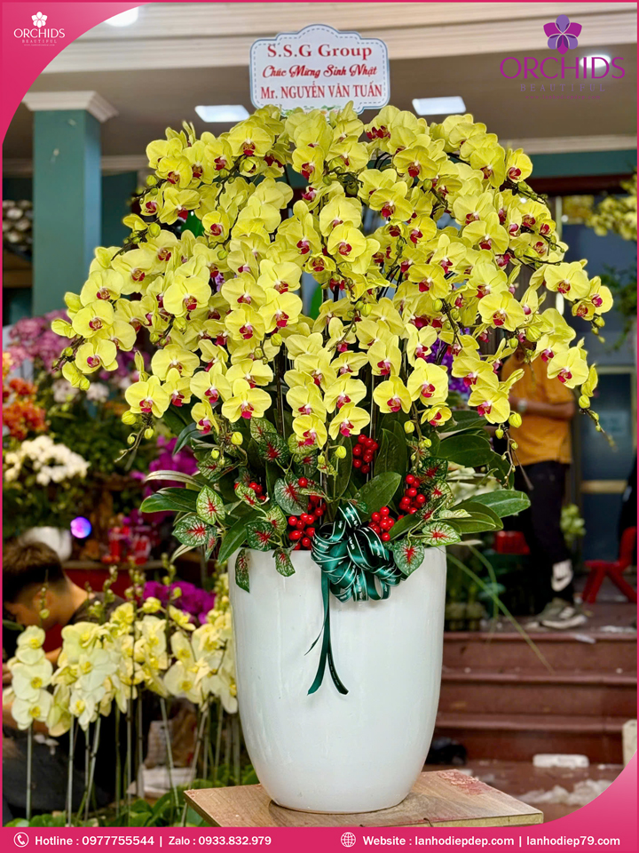 Chậu hoa lan hồ điệp vàng 25 cành