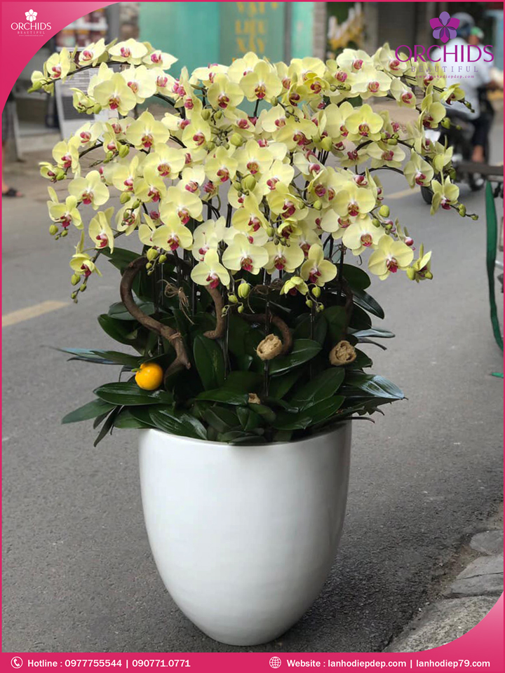 Chậu hoa lan hồ điệp vàng 25 cành