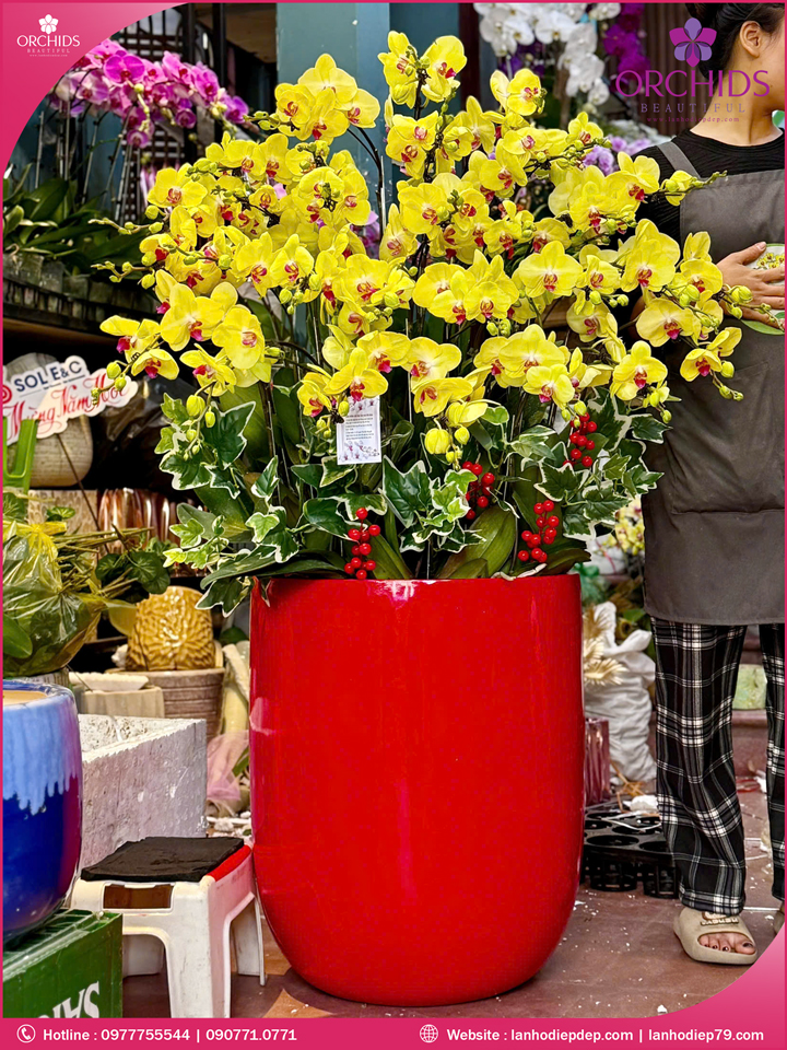 Chậu hoa lan hồ điệp vàng 29 cành