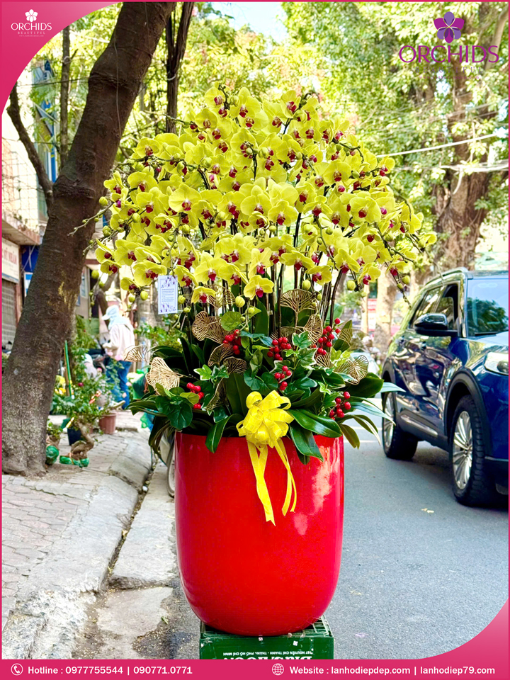 Chậu hoa lan hồ điệp vàng 29 cành