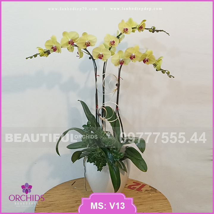 Chậu hoa lan hồ điệp 3 cành vàng với thiết kế đơn giản nhưng vô cùng xinh xắn và sang trọng. Rất phù hợp để bàn làm việc, làm quà tặng sinh nhật