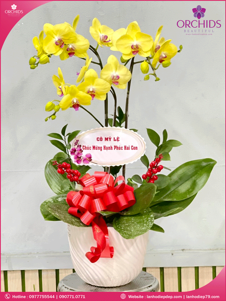 Chậu hoa lan hồ điệp vàng 3 cành