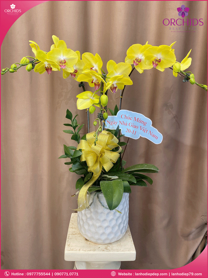Chậu hoa lan hồ điệp vàng 3 cành
