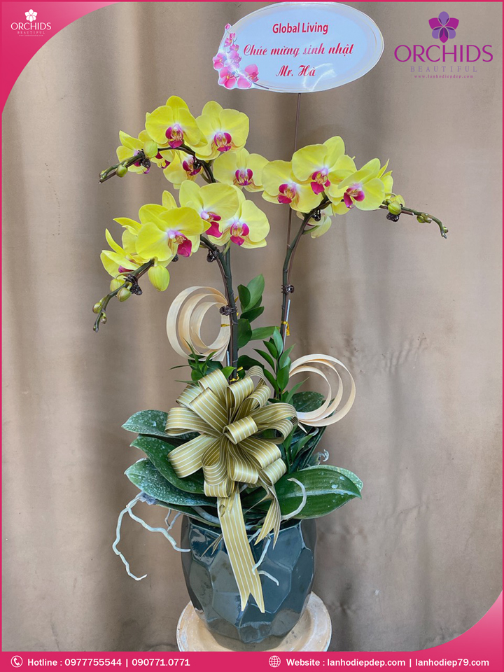 Chậu hoa lan hồ điệp vàng 3 cành